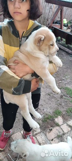 Щенки алабая