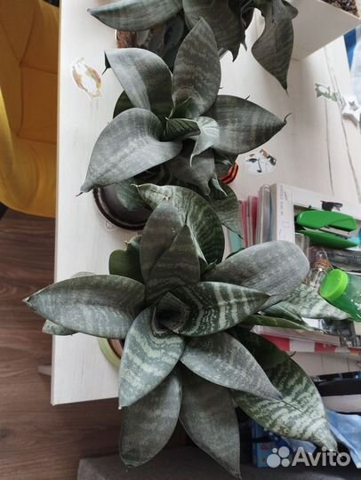 Сансиеверия