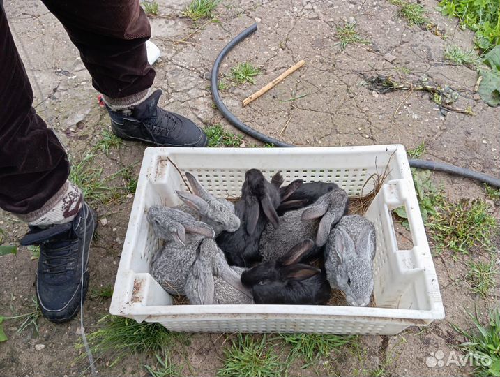 Кролики мясных пород