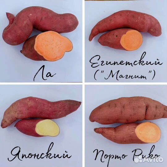 Рассада батата 2024