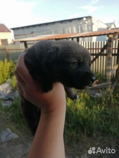 Щенки в Дом