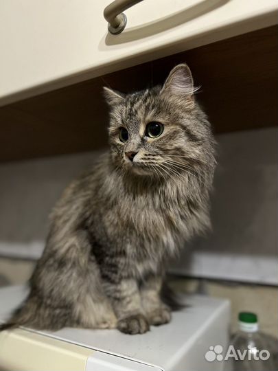 Кошечка в добрые ручки