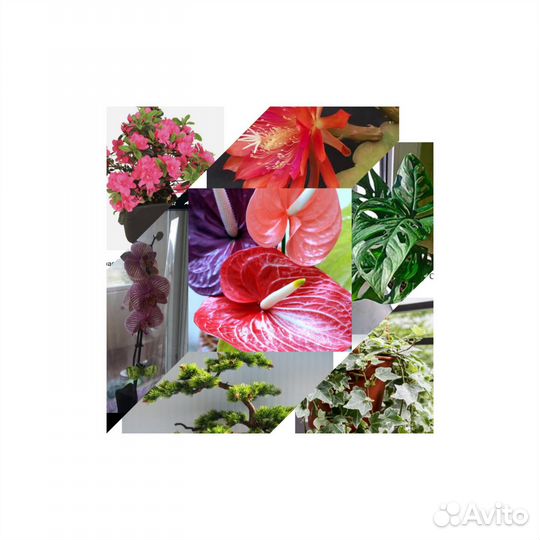 Приму в дар,комнотные цветы