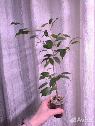 Фикус Бенджамина