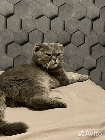 Кошка в дар