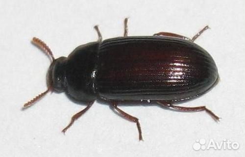 Жук Знахарь, Аргентинский, Чернотелка, Здравница