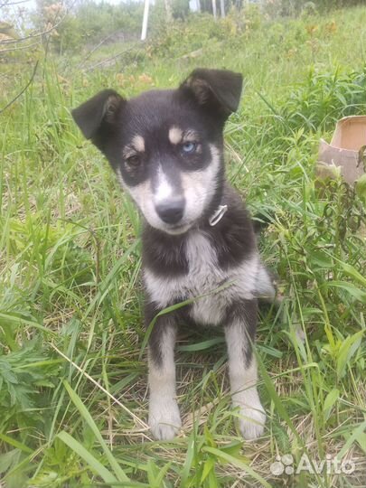 Хаски девочка в добрые руки Липецк