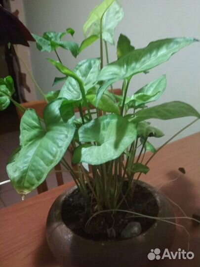 Сингониум.В горшочке 6 штук