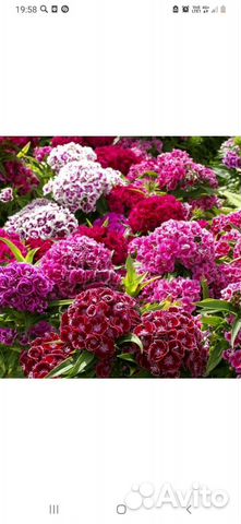 Турецкая гвоздика семена