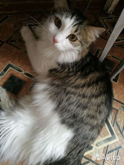 Отдам кошку