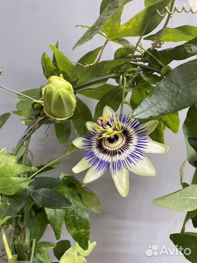 Пассифлора