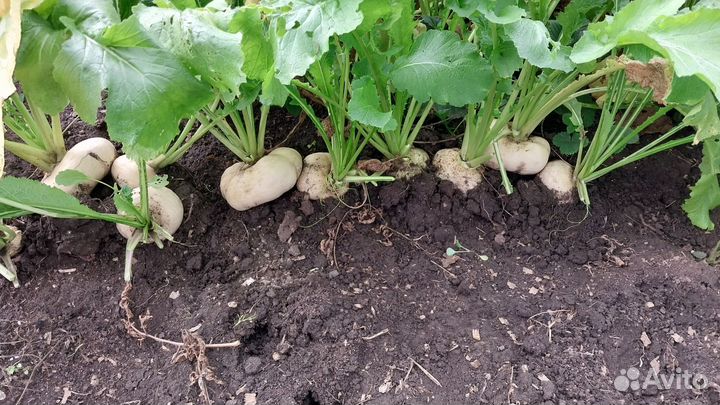 Репа свежая домашняя