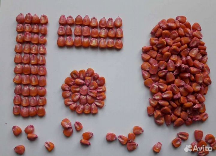 Семена кукурузы Краснодарский 291 амв F1 Гибрид