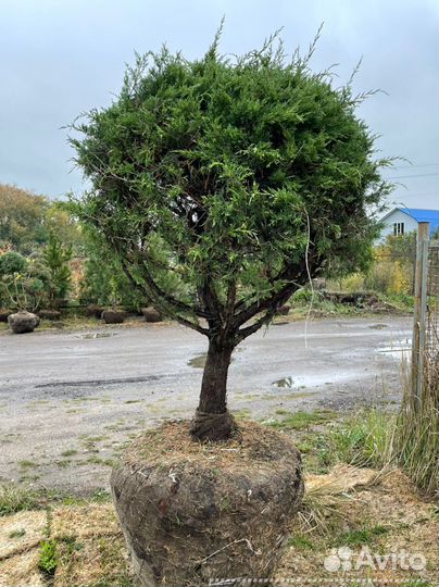 Можжевельник формированный виргинский