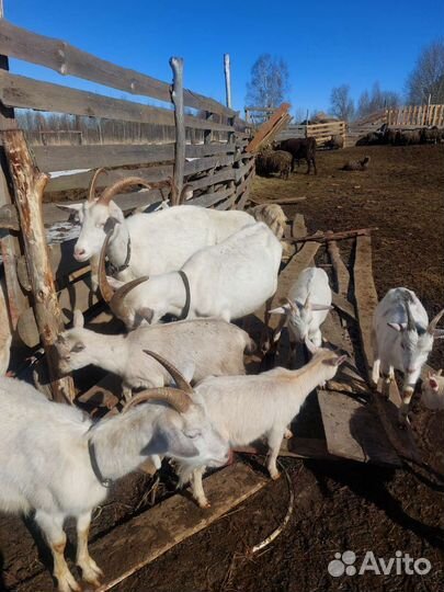 Козы, козлята