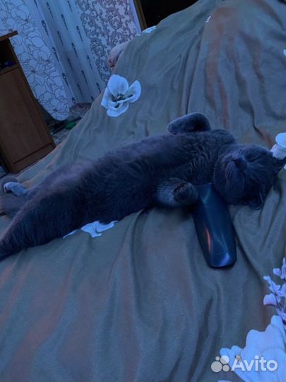 Шотландская вислоухая кошка