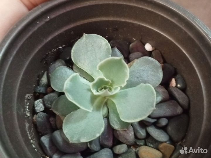 Суккуленты