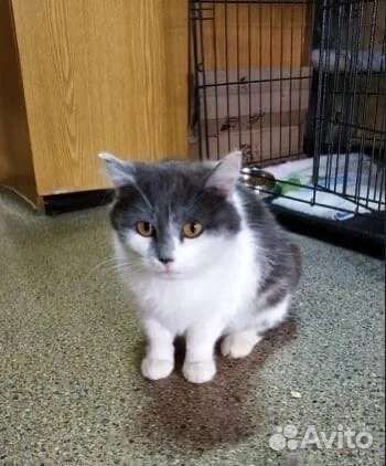 Кошки в добрые руки