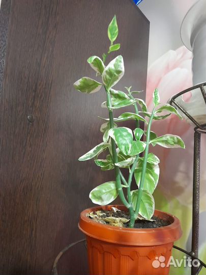 Комнатный цветок Педилантус