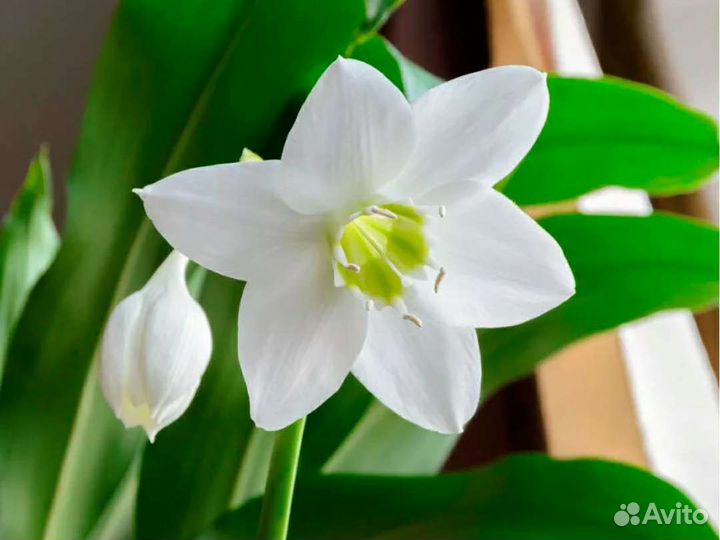 Эухарис - амазонская лилия