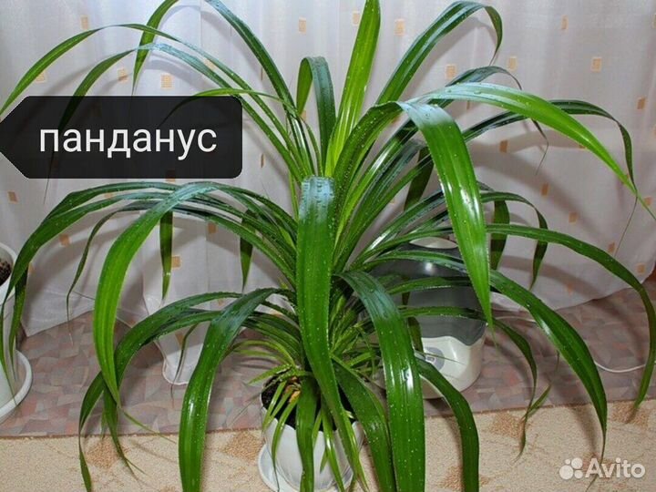 Цветы