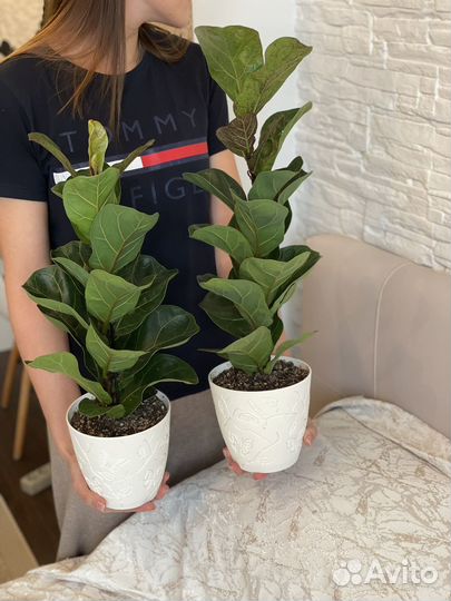 Фикус лирата бамбино