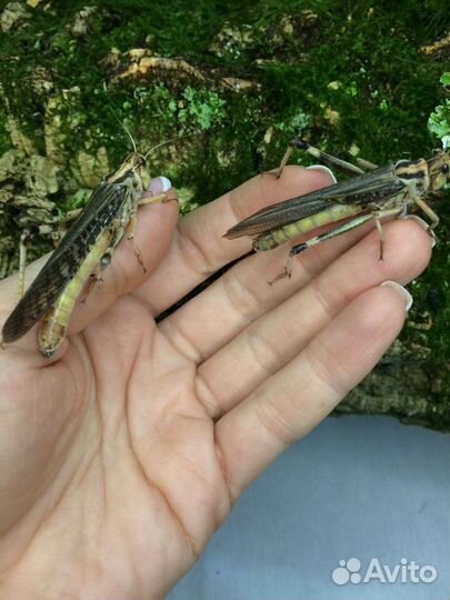 Саранча кормовая