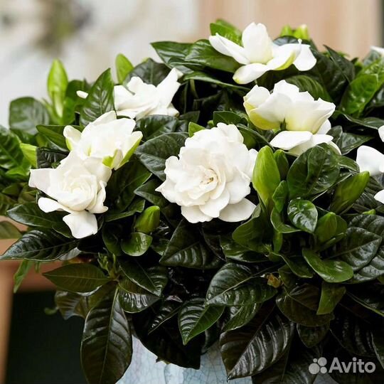 Гардения жасминовидная