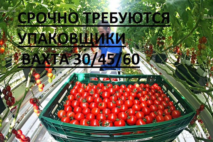 Упаковщик овощей проживание питание Белгород