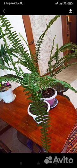 Папоротник нефролепис