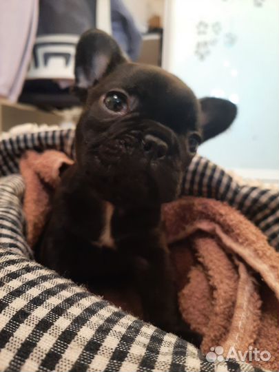 Продаётся щенок