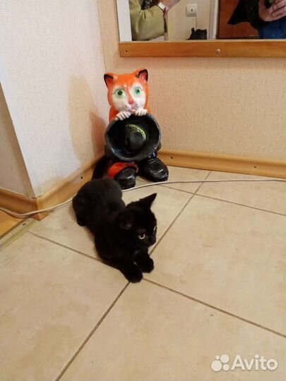 Котятки