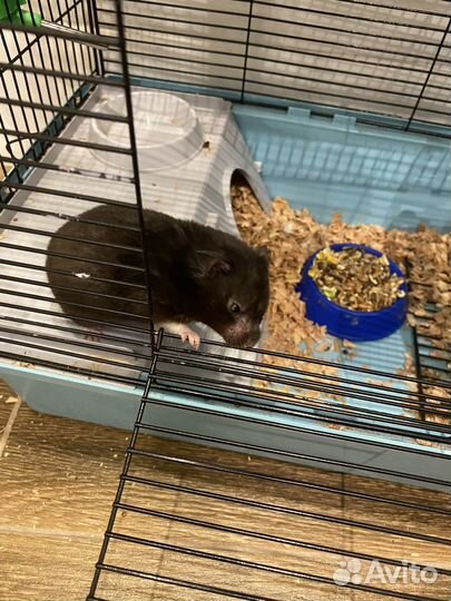 Сирийский хомяк с клеткой