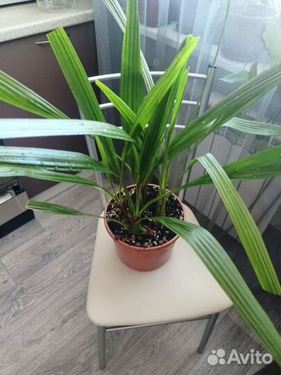 Финиковая пальма