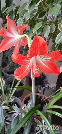 Комнатные цветы