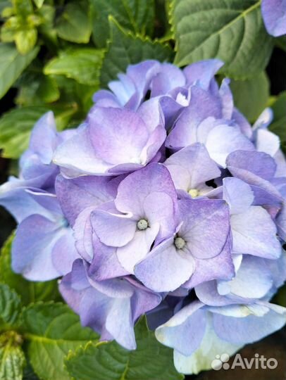 Гортензия Lady Mata Hari