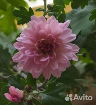 Хризантемы мультифлора маточник