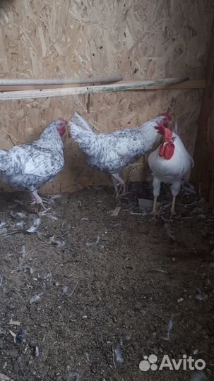 Петушки породы Леггорн и Пушкинская