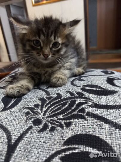 Котята в добрые руки бесплатно