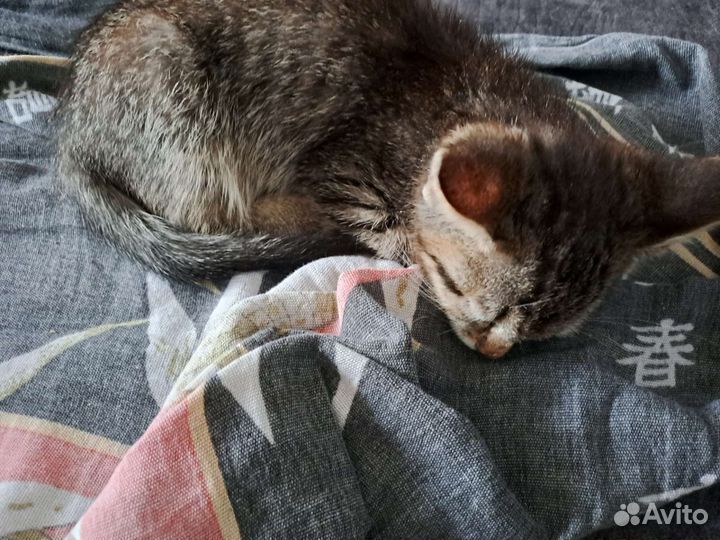 Кошка в дар бесплатно