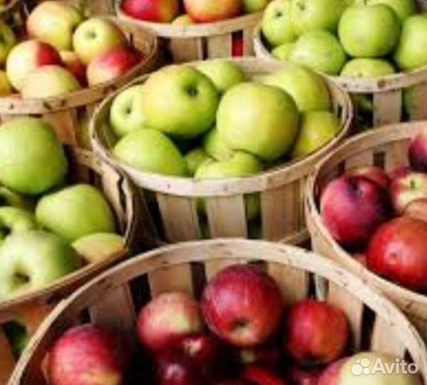 Сборщики яблок