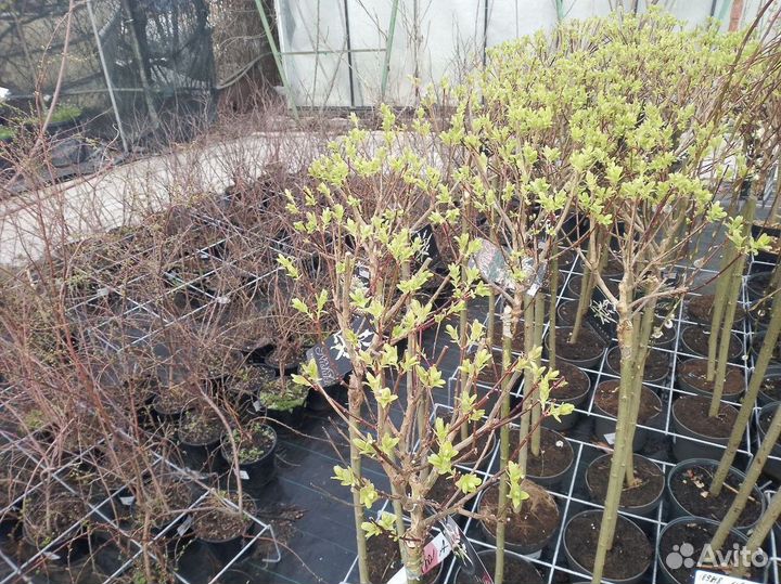 Ива Хакуро-Нишики штамб 100см 356336нд