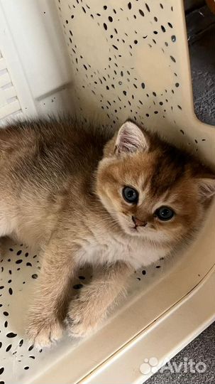 Шотландские золотые шиншиллы котята скотиш страйт