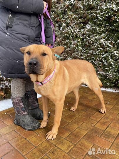 Собака в добрые руки