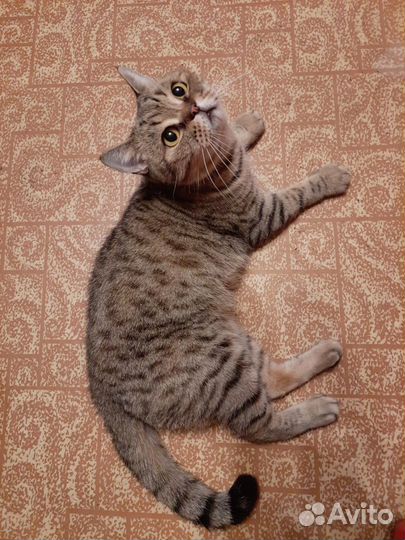 Британская кошка бесплатно