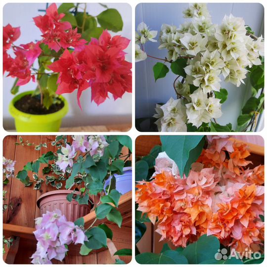 Бугенвиллея