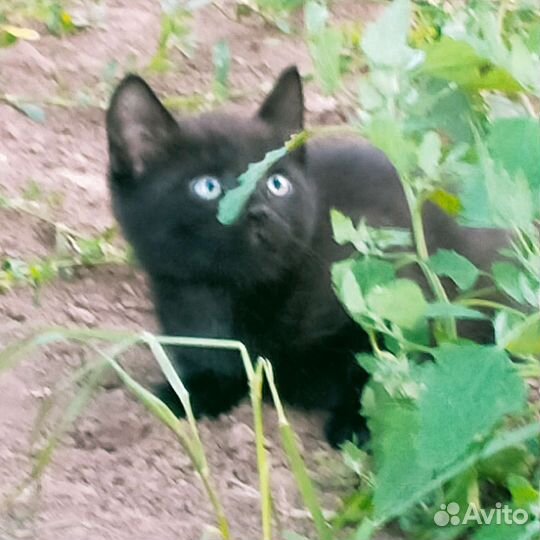 Котята в добрые руки 1 месяц