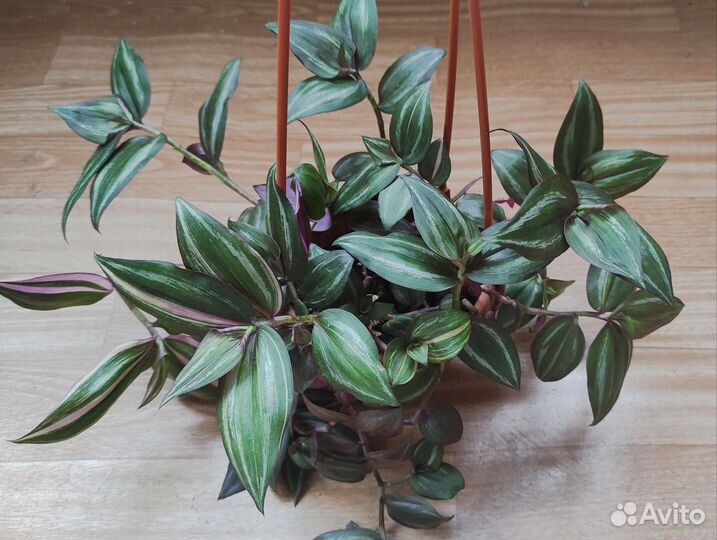 Традесканция