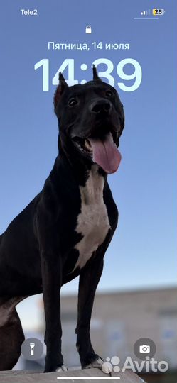 Питбультерьер