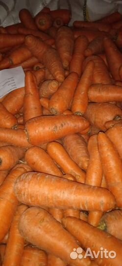 Морковь